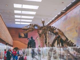 people standing near dinosaur skeleton