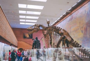 people standing near dinosaur skeleton