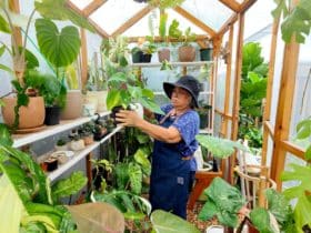 a person in a greenhouse